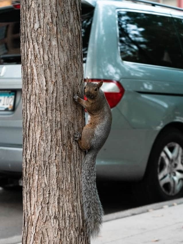 veverička na strome, auto, hlodavec, hlodavce v aute